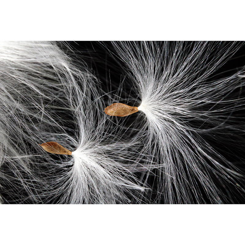 Simple Feather Wall Murals Contemporary Wall Art for Bedroom, Moisture Resistant