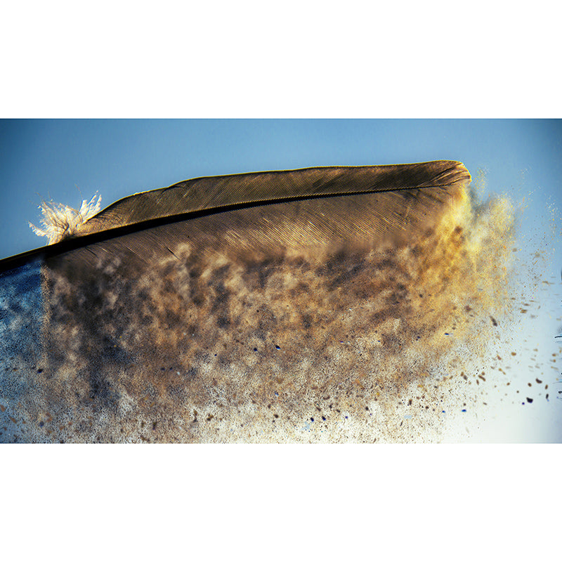 Plumage Wall Murals for Sleeping Room, Moisture Resistant, Personalised Size