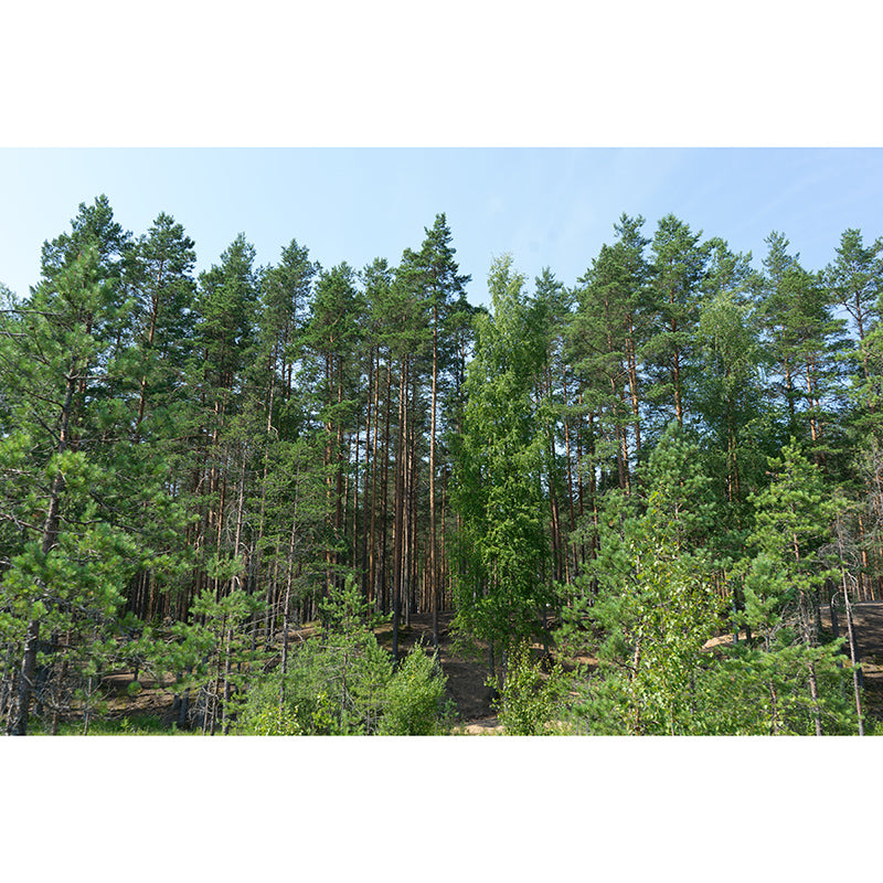 Modern Style Forest Mural Full Size Wall Art for Sleeping Room, Water Resistant