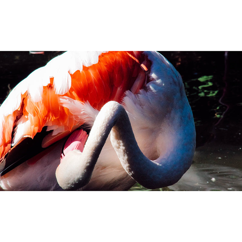 Beautiful Flamingo Mural Wallpaper Moisture-Resistant Wall Covering for Bedroom