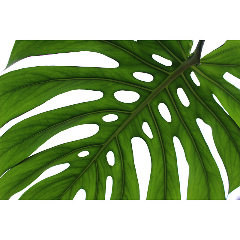 Monstera Mural Wallpaper for Reading Room Stain Resistant, Personalized Size