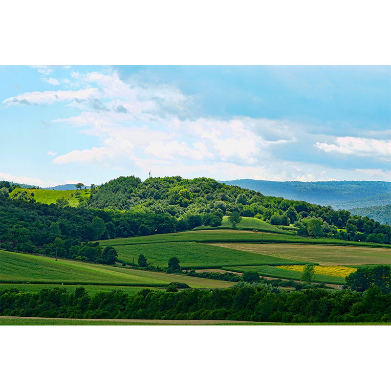 Beautiful Forest Mural Wallpaper Decorative Mildew Resistant Home Decor