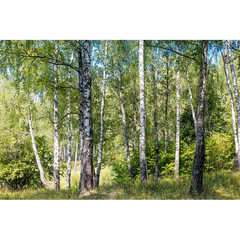 Beautiful Forest Mural Wallpaper Decorative Mildew Resistant Wall Decor