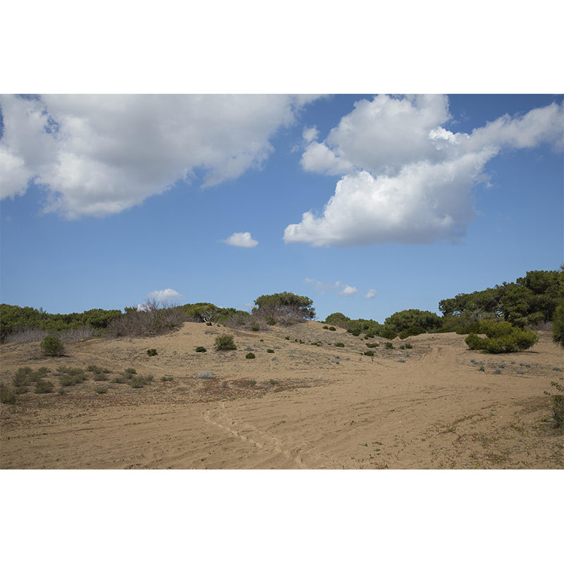 Desert Wall Mural Wallpaper Modern Style Mildew Resistant for Living Room