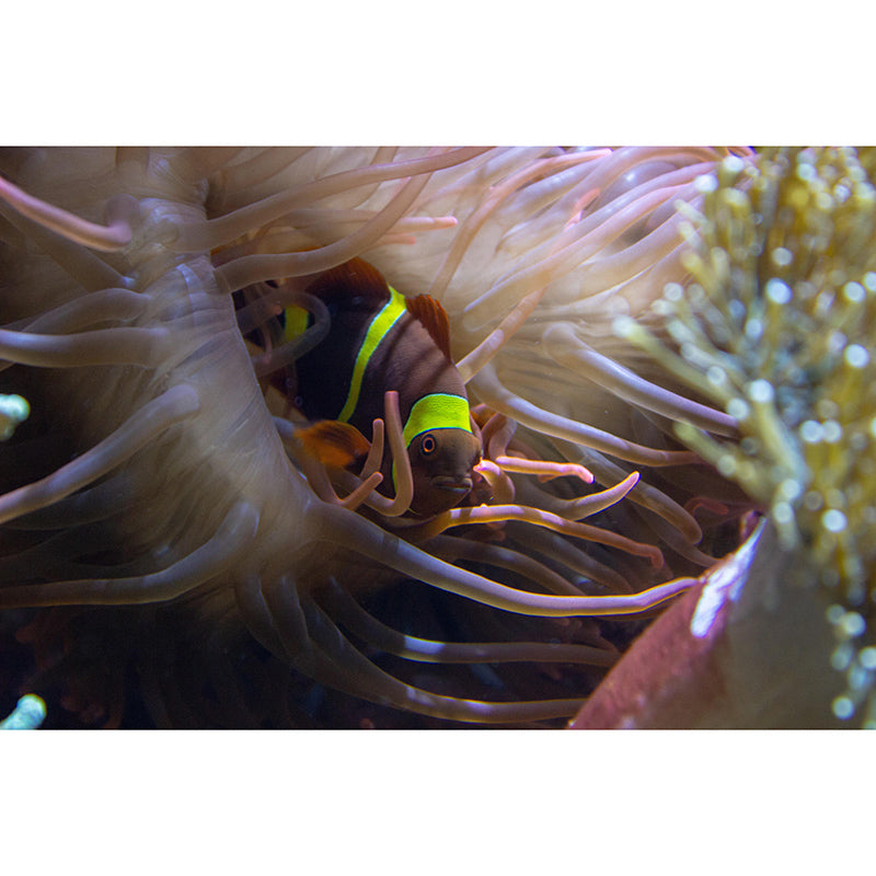 Mildew Resistant Photography Seabed Mural Eco-friendly Bathroom Wall Art