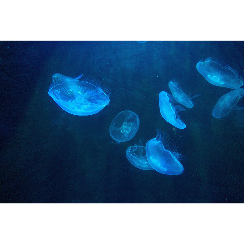 Customized Horizontal Photography Seabed Mural Eco-friendly Wallpaper Bathroom Wall Art