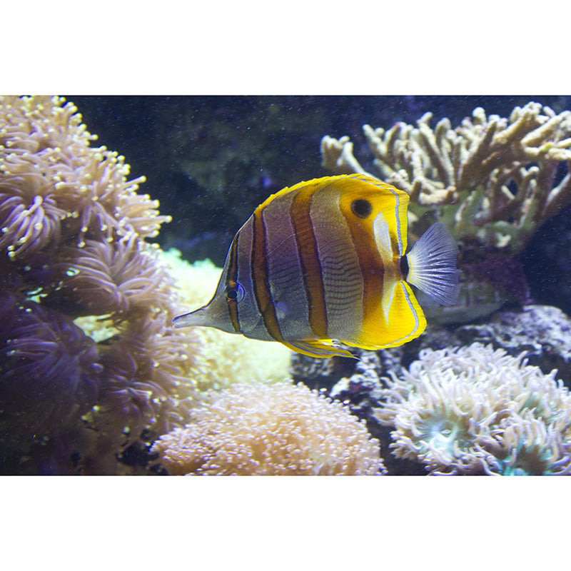 Beautiful Photography Seabed Mural Eco-friendly Wallpaper for Room