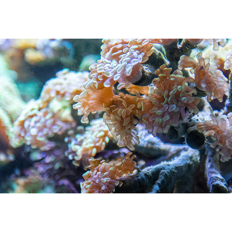 Customized Horizontal Photography Seabed Mural Eco-friendly Wallpaper for Bathroom