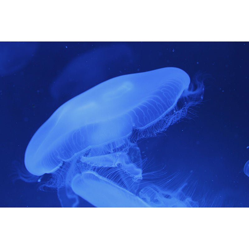 Eco-friendly Horizontal Photography Seabed Mural Wallpaper for Wall Decor