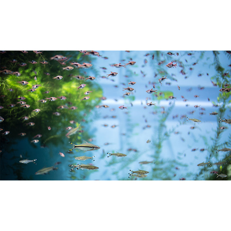 Tropical Creatures Removable Wall Mural for Sleeping Room Home Decor, Waterproofing