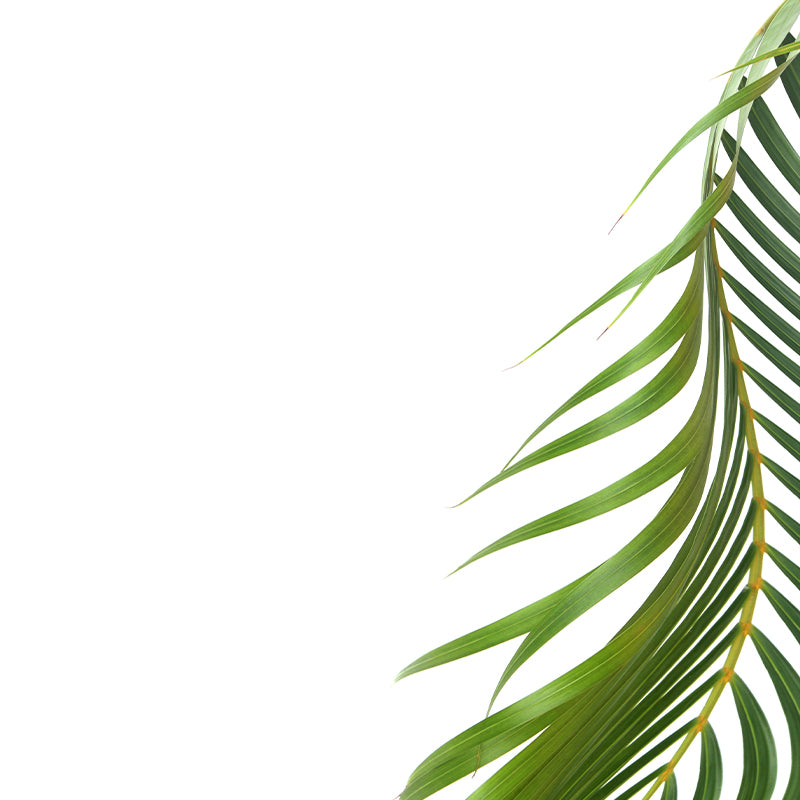 Mildew Resistant Tropical Plant Mural Wallpaper Decorative Wall Art for Bedroom