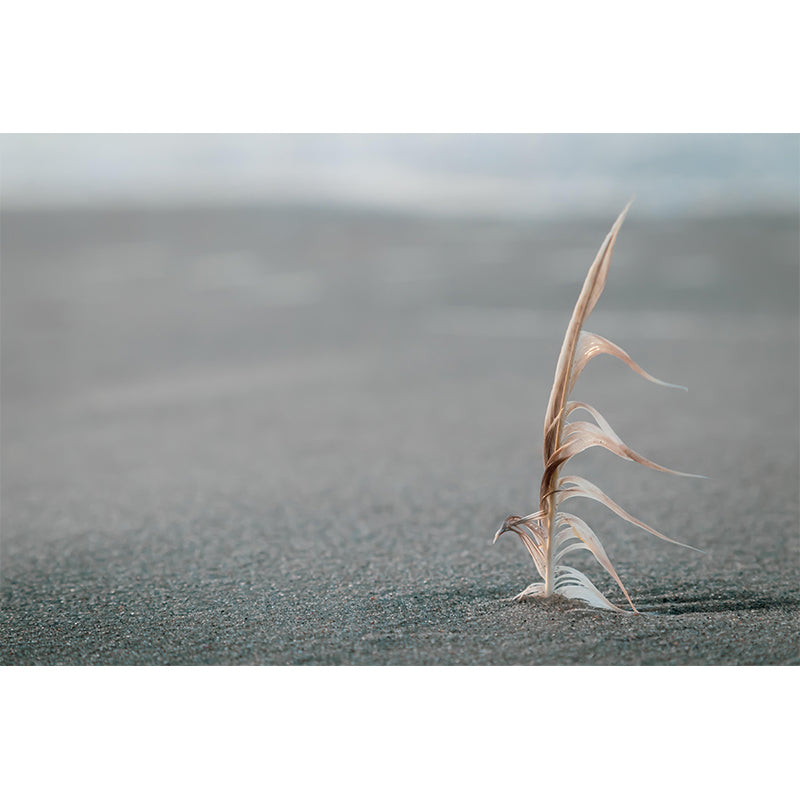 Mildew Resistant Bird Feather Mural Wallpaper Decorative Wall Art for Living Room