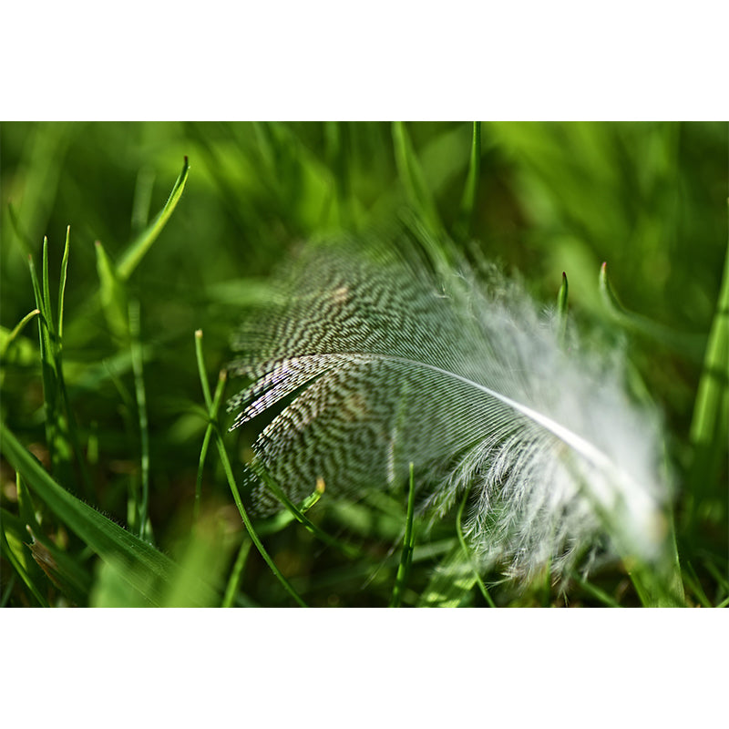 Waterproofing Bird Feather Mural Wallpaper Decorative Wall Art for Home