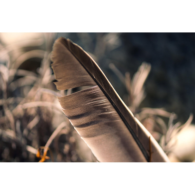 Stain Resistant Bird Feather Mural Wallpaper Decorative Wall Art above Bed