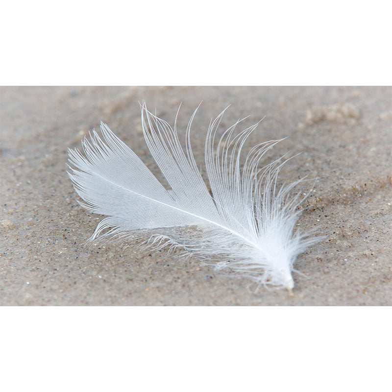 Bird Feather Mildew Resistant Mural Wallpaper Decorative Wall Art for Home Decor