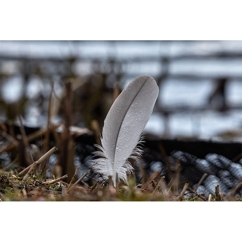 Mildew Resistant Bird Feather Mural Wallpaper Decorative Wall Art for Decoration