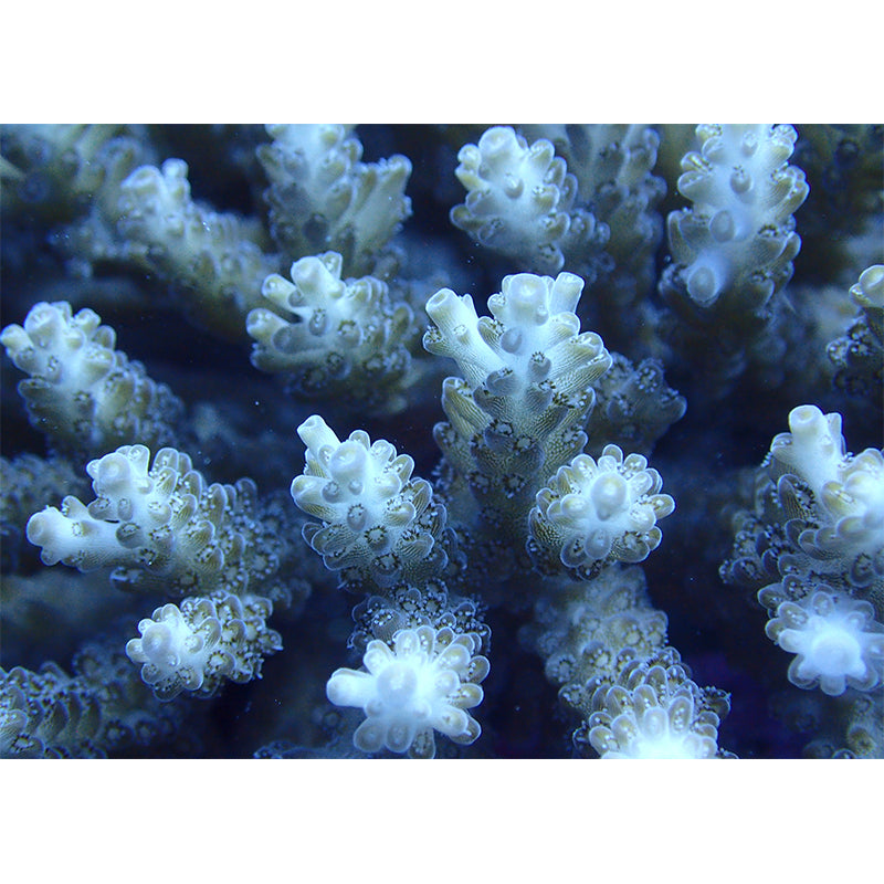 Underwater Photos Contemporary Wall Art Waterproofing Mural Wallpaper for Dining Room