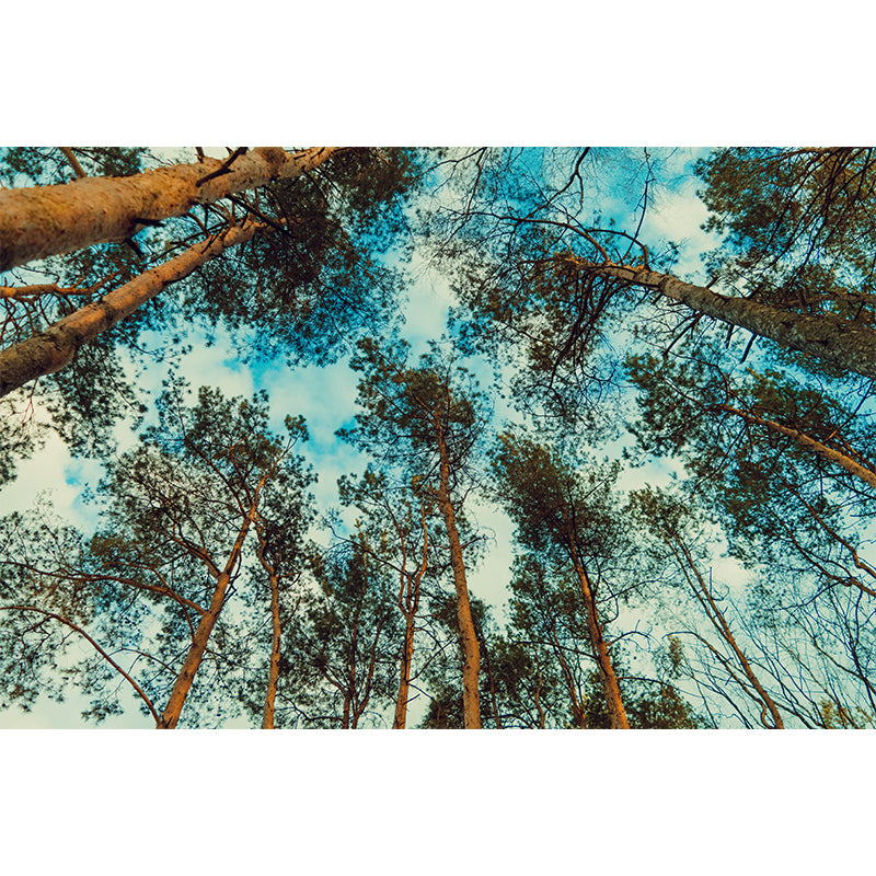 Pine Forest View Murals for Sleeping Room Home Decor, Moisture Resistant