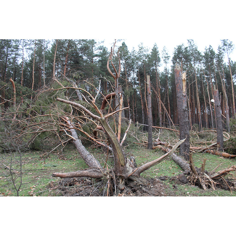 Pine Tree Mural Wall Covering Decorative Mildew Resistant for Sitting Room