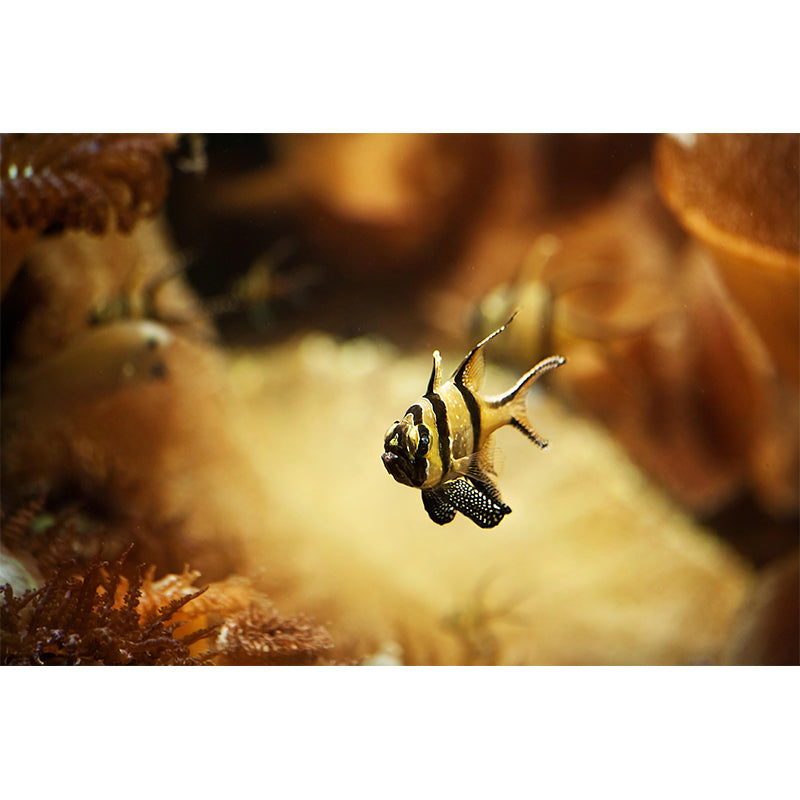 Stain Resistant Seabed Mural Wallpaper Tropical Beach Style for Wall Decor