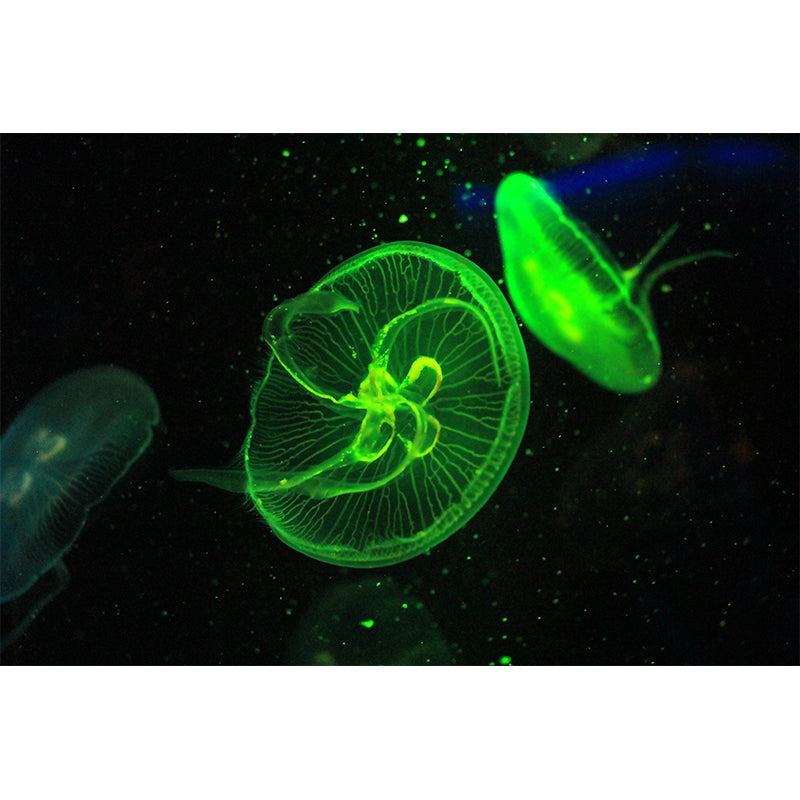 Tropical Beach Seabed Wallpaper Mural Mildew Resistant for Decoration