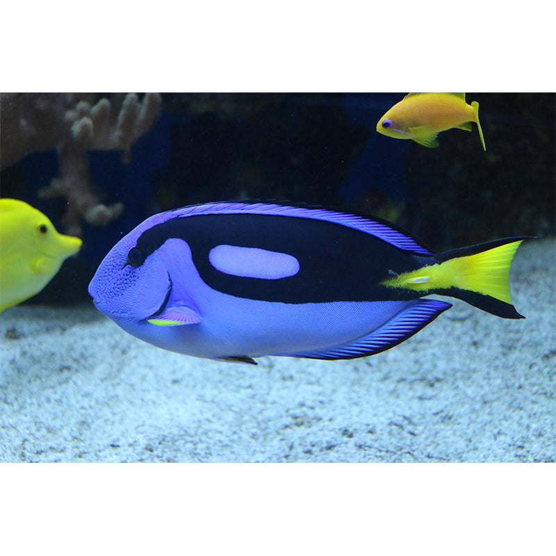 Mildew Resistant Seabed Mural Wallpaper Tropical Beach Style for Decoration