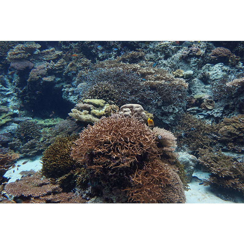 Seabed Mural Wallpaper Tropical Beach Style Mildew Resistant for Living Room