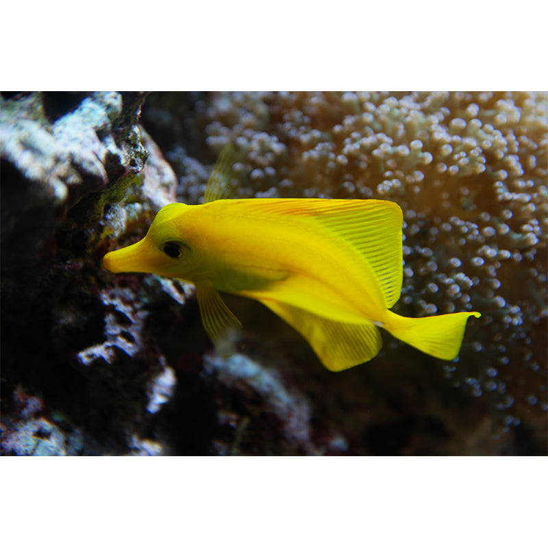 Seabed Wall Mural Wallpaper Tropical Beach Style Mildew Resistant for Bathroom