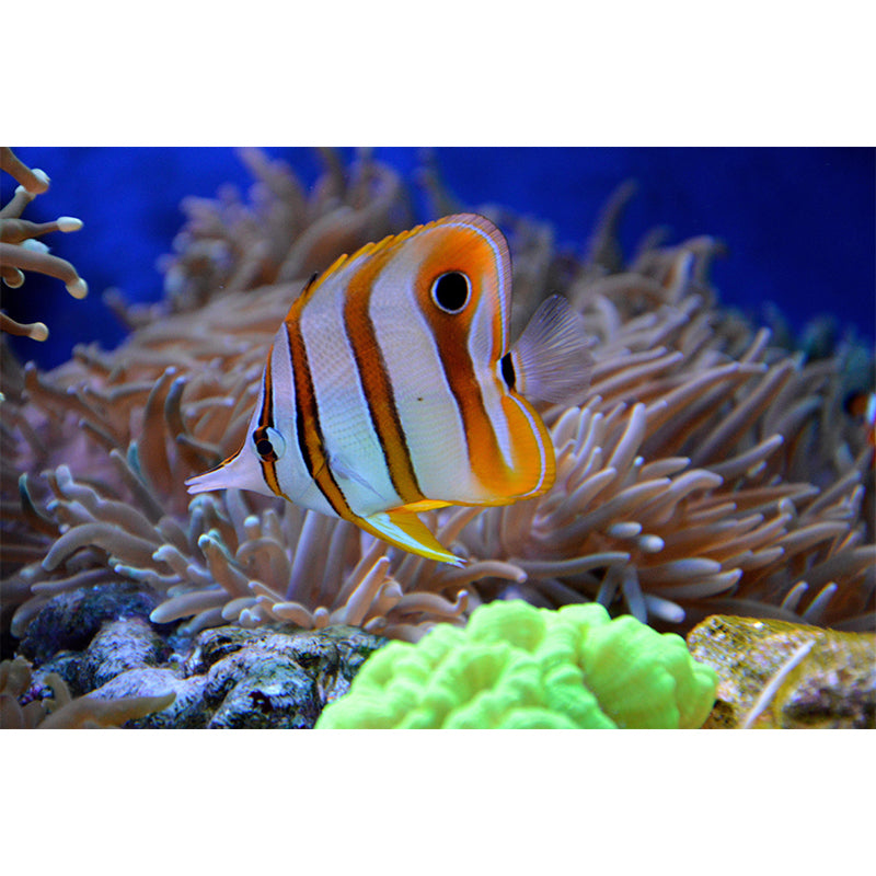 Seabed Mural Wallpaper Tropical Beach Mildew Resistant for Living Room