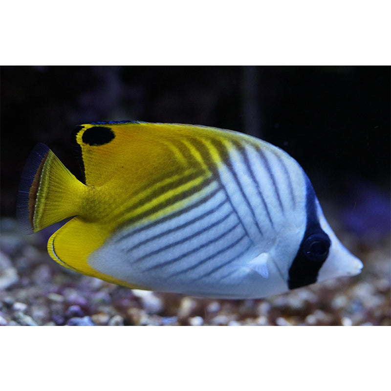 Seabed Wall Mural Wallpaper Tropical Beach Style Mildew Resistant for Living Room