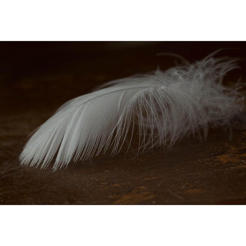 Light Bird Feather Wall Mural Modern Style Mildew Resistant for Sitting Room