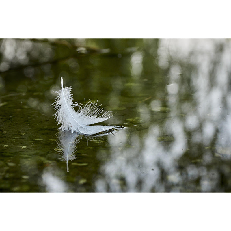 Light Color Feather Wall Mural Modern Style Mildew Resistant for Dining Room