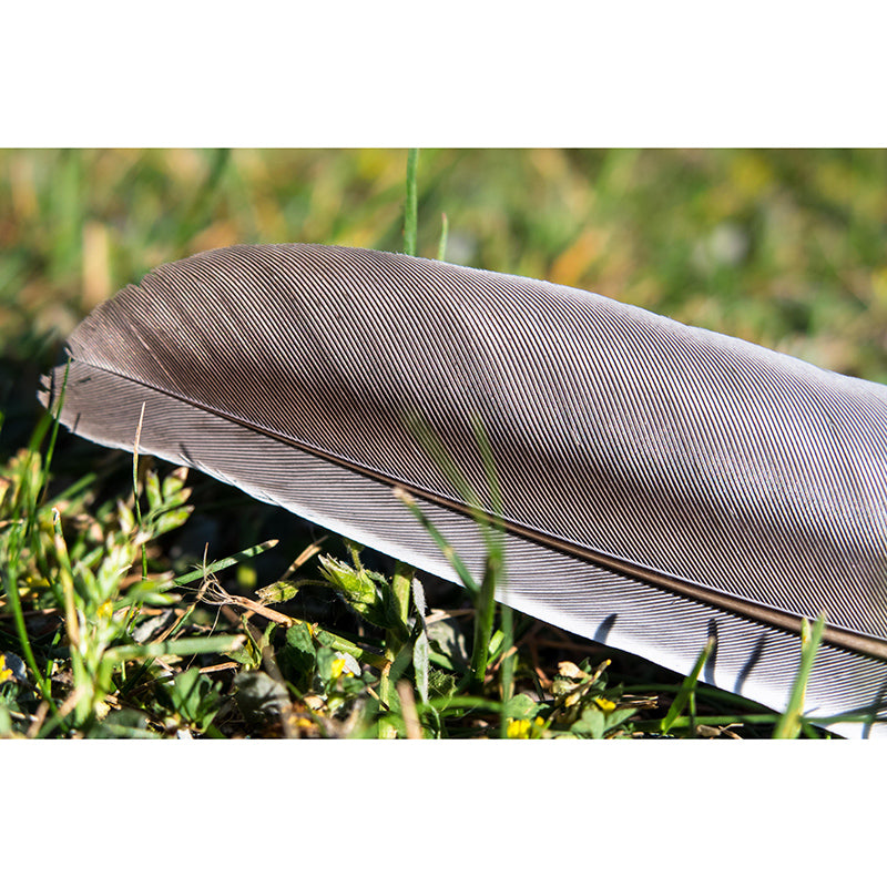 Light Bird Feather Wall Mural Modern Style Mildew Resistant for Living Room