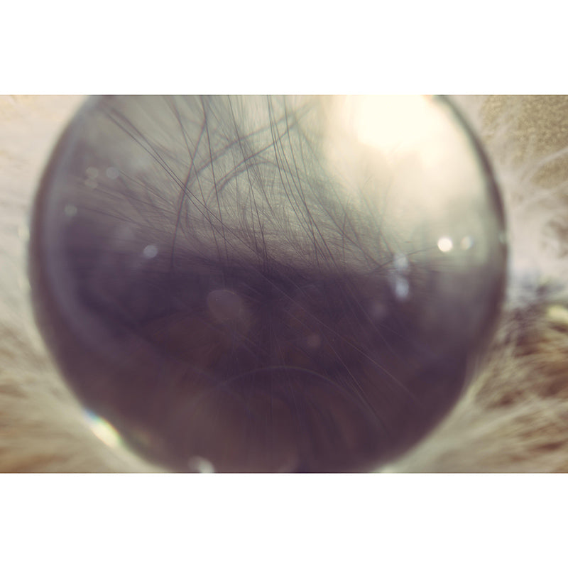 Light Bird Feather Wall Mural Modern Style Mildew Resistant for Decoration