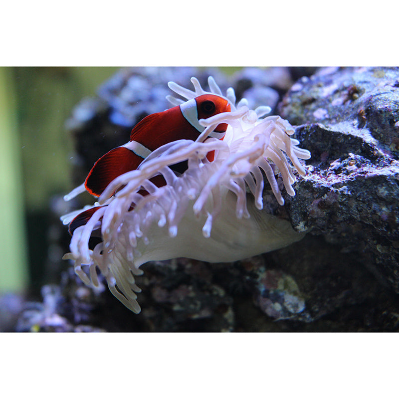 Sea Creature Wall Mural Modern Style Mildew Resistant for Living Room