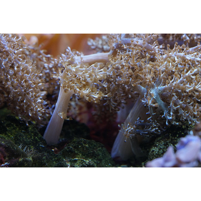 Mysterious Seabed Wall Mural Modern Style Mildew Resistant for Decoration