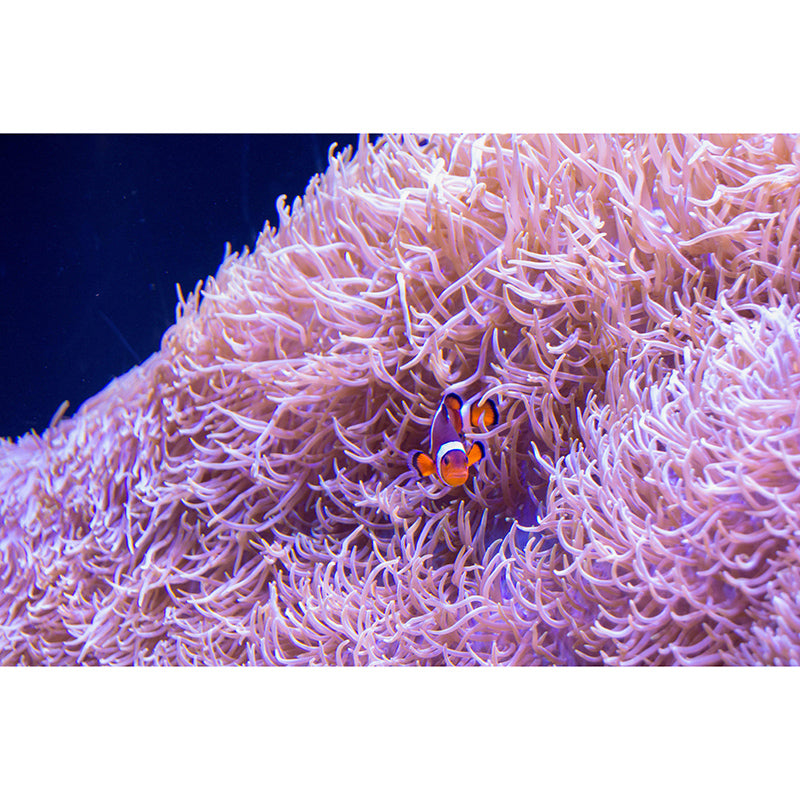 Vivid Seabed Wall Mural Modern Style Mildew Resistant for Bathroom