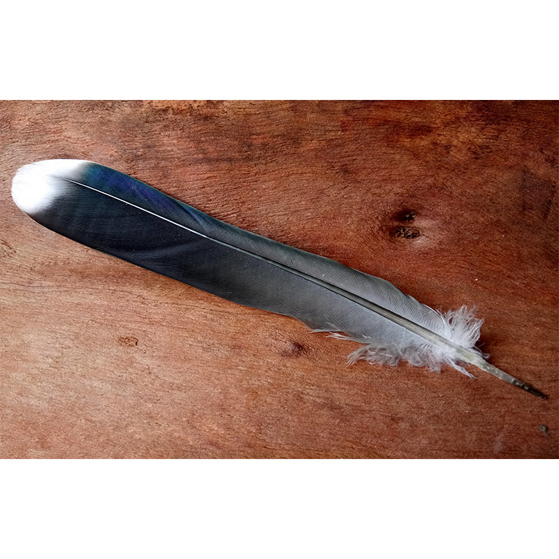 Feather Wall Mural for Living Room Bedroom, Removable, Customized Size