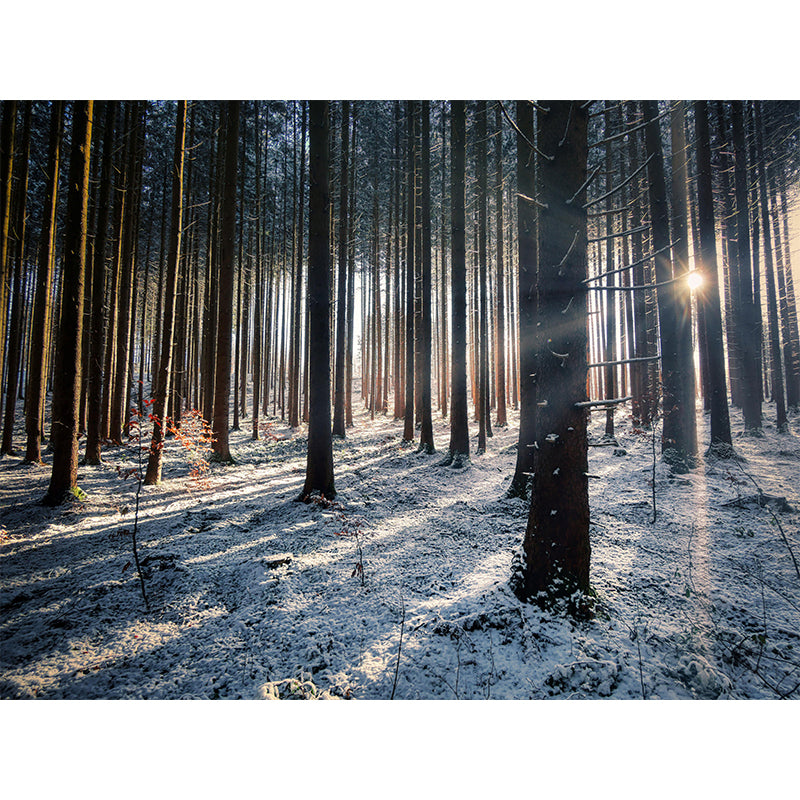 Vivid Photography Style Forest Mural Wallpaper Mildew Resistant for Living Room