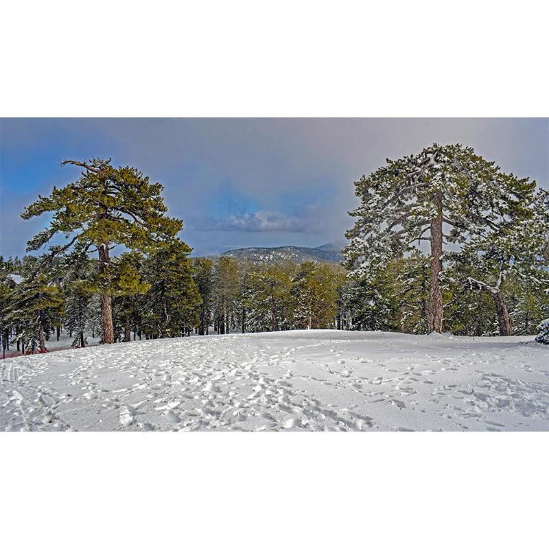 Contemporary Photography Style Forest Mural Wallpaper Mildew Resistant Wall Art