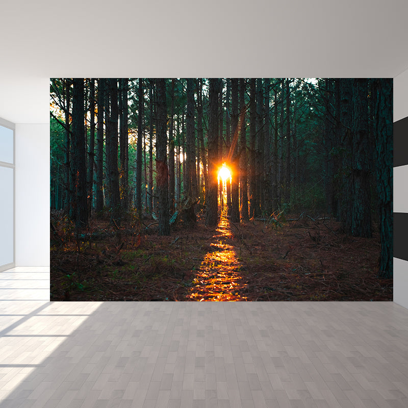 Contemporary Photography Style Forest Mural Wallpaper Mildew Resistant Wall Art