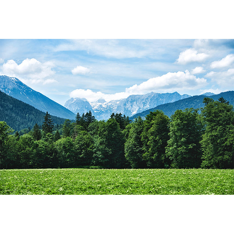 Contemporary Photography Style Forest Mural Wallpaper Mildew Resistant for Wall Decor