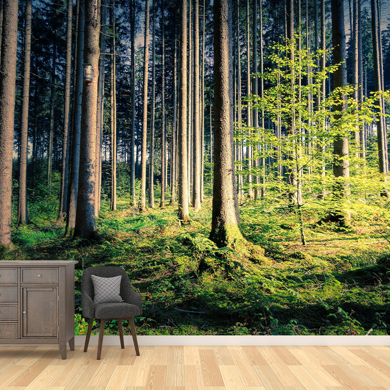 Contemporary Photography Style Forest Mural Wallpaper Mildew Resistant for Home