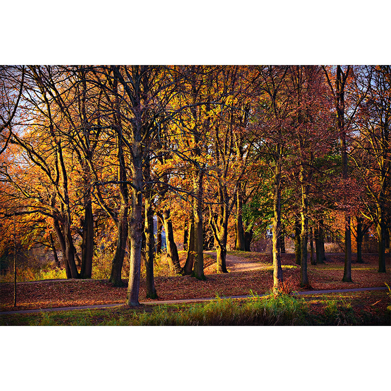 Contemporary Photography Style Forest Mural Wallpaper Mildew Resistant for Home Decor