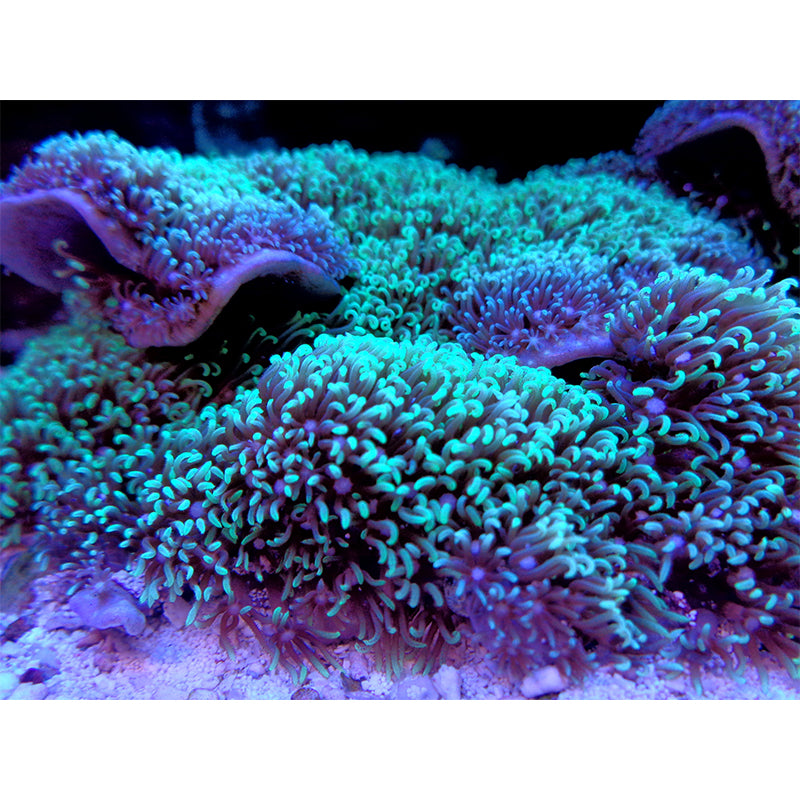 Sea Creatures Wall Mural for Sleeping Room, Water Resistant, Made to Measure