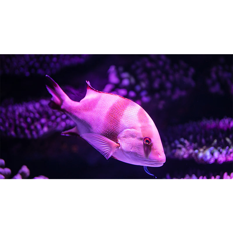 Sea Creatures Wall Mural for Sleeping Room, Water Resistant, Made to Measure