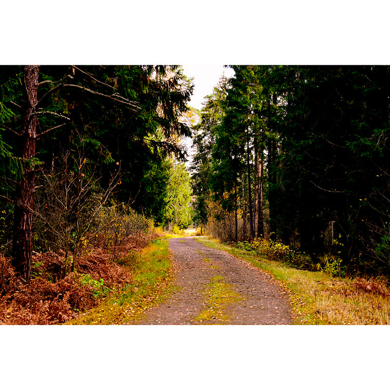 Minimalism Style Forest Mural Wallpaper Water Resistant Wall Covering for Home