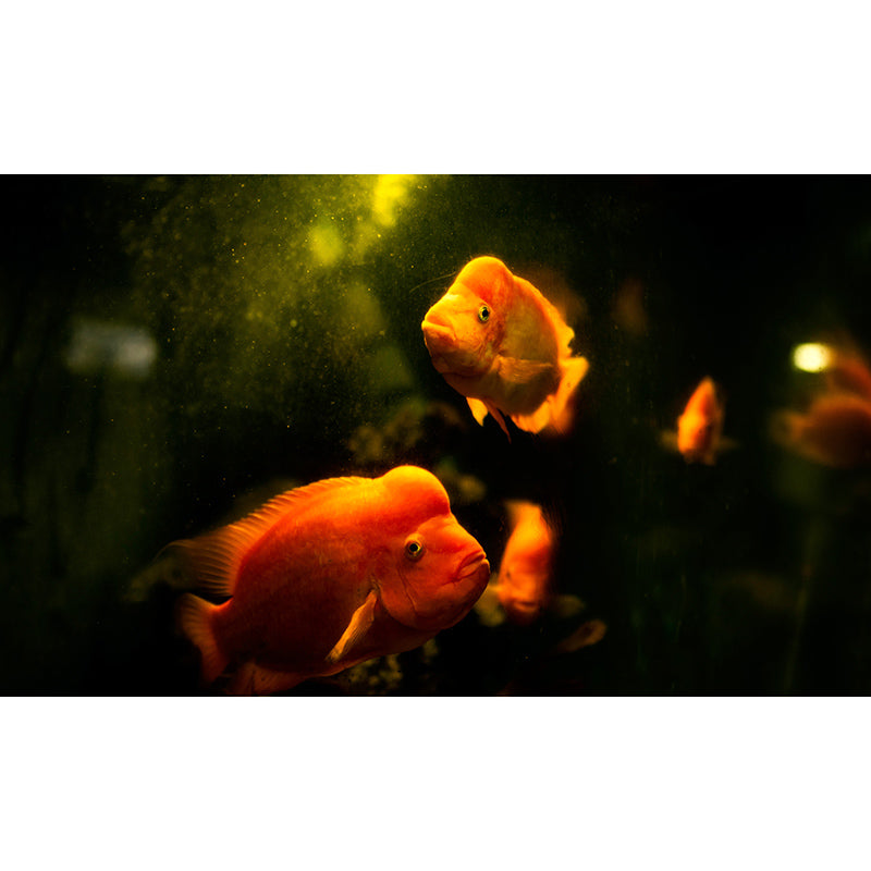 Rich Marine Life Mural Wallpaper Moisture Resistant Wall Covering for Sitting Room