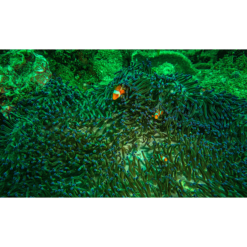 Abundant Marine Life Moisture-Resistant Mural Wallpaper, Personalized Size Available