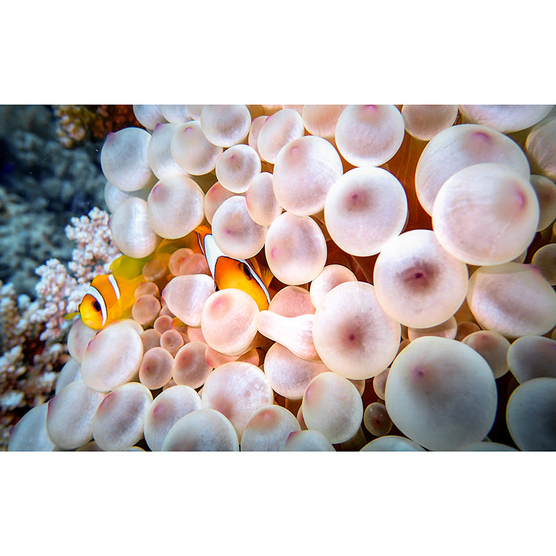 Underwater Life Mural Wallpaper Bedroom Decoration Wall Covering, Stain-Resistant